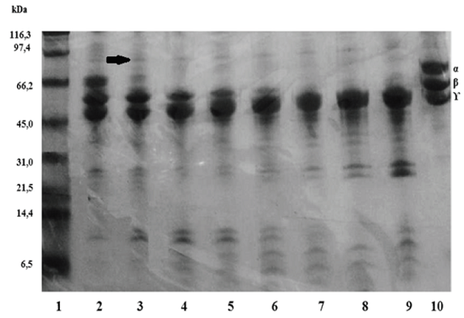 Fibrinogenolytic 10% (Tris/Tricine) SDS-PAGE. The fibrinogen was incubated with P.l. rozei, to 100:1 ratio. Lanes 1) molecular weight marker; 2-5) incubation of 1, 5, 15 and 30 min; 6-9): 1, 2, 4 and 24 h; 10) control of fibrinogen. The arrow shows products of fibronectin degradation.