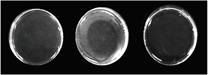 Fibrinolytic activity of the P.l.rozei venom. Fibrin plates with: A) negative control (0.85% NaCl solution); B) 10 μg of P.l.rozei venom; C) positive control (10 μg of Bothrops colombiensis venom).