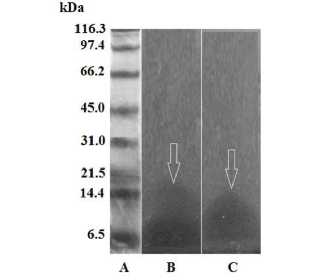 Phospholipases A2 12% SDS-PAGE zymogram on 1% agarose gel and 2% egg yolk. A) molecular weight markers; B) 10 μg of B. colombiensis venom; C) 10 μg of P.lansbergii rozei venom.