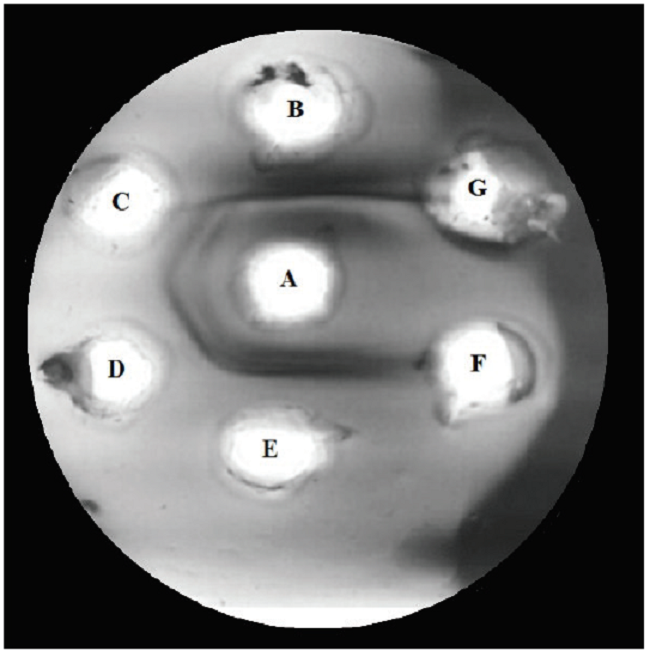 Recognition of the P.l.rozei venom by the polyvalent antivenom serum (PAOS). A) 10 μL of PAOS; B) positive control: B. colombiensis (10 μL/40 μg) venom); C) P.l.rozei (10 μL/2.5 μg) venom; D) P.l.rozei (10 μL/10 μg) venom; E) P.l.rozei (10 μL/40 μg) venom F) 10 μL of saline solution; G) empty well.