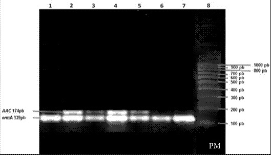 Resultados de PCR del gen ermA (139 pb) y el gen aac(6&acute;)/ aph(2&acute;&acute;) (174 pb). Los carriles muestran 2 bandas que corresponden a la amplificaci&oacute;n del gen ermA y el gen aac(6&acute;)/ aph(2&acute;&acute;) (PM: marcador de peso molecular).
