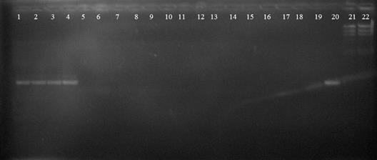 PCR simple para la detecci&oacute;n del gen icaA. Los carriles de 1 al 4 y 20 amplificaron para el gen ica A (1,2 kb), los carriles 5 al 19 no amplificaron para el gen ica A, carril 21 y 22 marcador de peso molecular ((HindIII: 564-23130 pb).