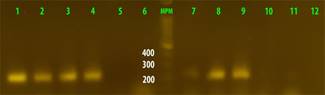 Electroforesis en geles de agarosa de los productos de amplificación de una región del gen de la topoisomerasa (gyrB). Carril 1, B. cereus ATCC 14579. 2, B427. 3, B455. 4, B432. 5, B429. 6, B474. 7, B425. 8, B424. 9, B430. 10, B426. 11, B428. 12, B subtilis. MPM. Marcador de peso molecular de 100 pb. La amplificación corresponde a un producto de 221 pb. En el caso de la amplificación débil observada en los carriles 10 y 11, las muestras se volvieron a repetir confirmándose como positivas