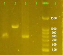 Electroforesis en geles de agarosa de los productos de amplificación de regiones conservadas de los operones nheABC y hblABD de B. cereus. Carril 1, B. cereus nhe+ (766 pb). 2, B. cereus hbl+ (1091 pb). 3 y 4, B. cereus B424. 5, B. subtilis. MPM, Marcador de peso molecular (100 pb)