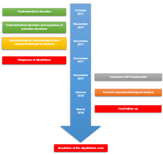 Timeline of Dipylidium caninum case report.