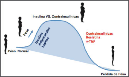 Fases del incremento del peso corporal.