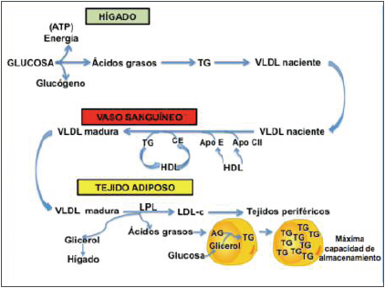 Metabolismo de hígado y
tejido adiposo bajo control insulínico.