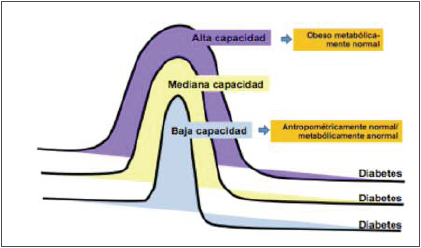 Capacidad de almacenamiento del tejido
adiposo.