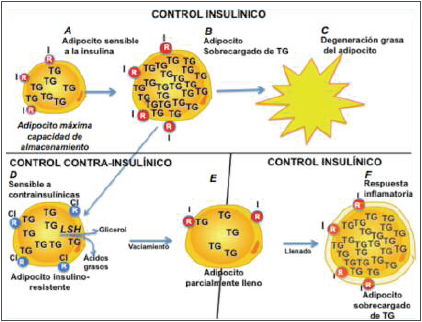 Control insulínico
vs contrainsulínico.