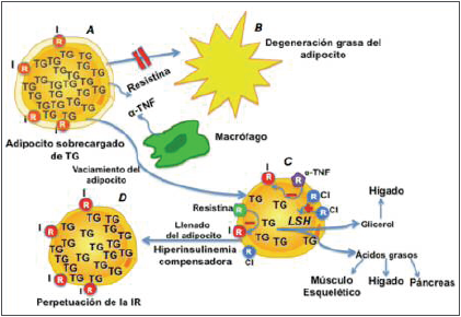 Perpetuación de la insulino-resistencia
en el tejido adiposo.