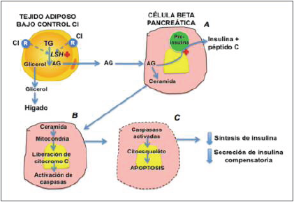 Célula beta bajo control de ácidos grasos.