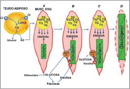 Músculo esquelético sin protección por IR.