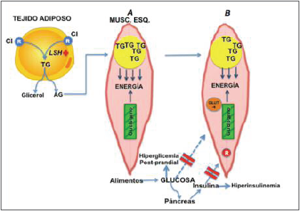 Músculo esquelético protegido por IR.