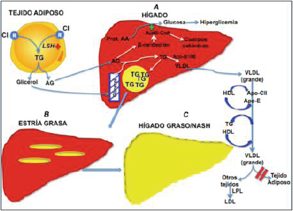 Hígado bajo control de ácido grasos.