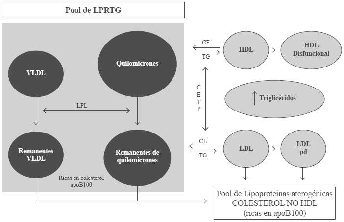 Relación de la hipertrigliceridemia
con la dislipidemia aterogénica