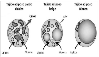Tipos de adipocitos en los mamíferos y sus principales
características.