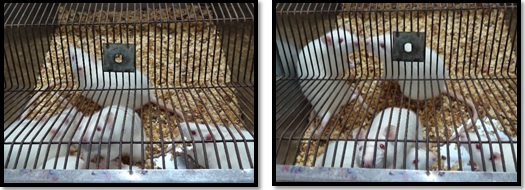 - Ratas BIOU: Wistar ubicadas en sus respectivas jaulas.