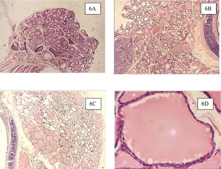 Estudio histol&oacute;gico (tinci&oacute;n hematoxilina-eosina) de gl&aacute;ndula tiroides del grupo expuesto. Se observa hiperplasia focal de c&eacute;lulas foliculares, los l&uacute;menes glandulares contienen cantidades variables de coloide y aplanamiento del epitelio folicular tiroideo (tirocitos) debido a la hiperplasia coloidea, morfolog&iacute;a nuclear normal. En la figura 6A, 6B y 6C. Imagen con aumento 40X. En la figura 6D aumento 200X.