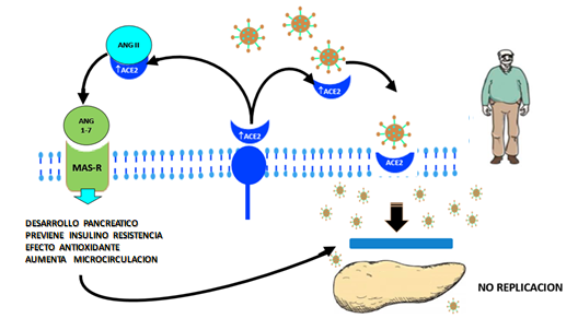 SARS COV2 y el Eje ECA2/Ang 1-7/MAS- R6