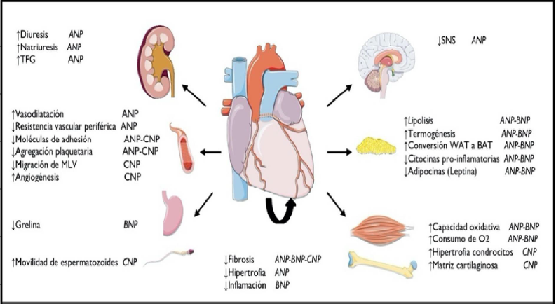 Funciones de PNs: Coraz�n, ri��n, vasos sangu�neos, sistema digestivo, sistema neurol�gico, tejido adiposo, m�sculo y tejido conectivo. Se detallan las funciones con sus principales PNs relacionados. PNS P�ptidos natriur�ticos, ANP P�ptido natriur�tico auricular, BNP P�ptido natriur�tico cerebral, CNP P�ptido natriur�tico C, TFG Tasa de ﬁltrado glomerular, MLV M�sculo liso. Im�genes obtenidas a partir de: � 2020 LES LABORATOIRES SERVIER, todos los derechos reservados. URL: https://smart.servier.com/. Licencia de Creative Commons Reconocimiento 4.0 Internacional. No se realiz� modiﬁcaci�n alguna sobre las im�genes.