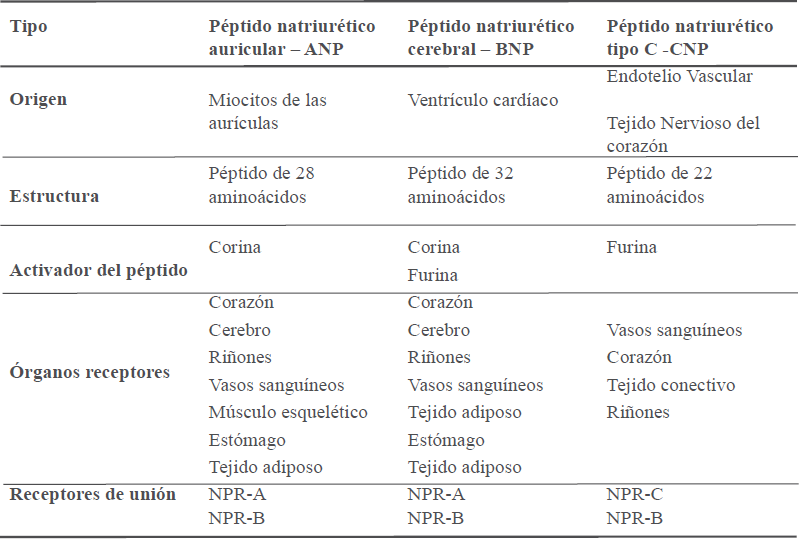 Hormonas secretadas por el coraz�n &ndash; tipos de p�ptidos natriur�ticos