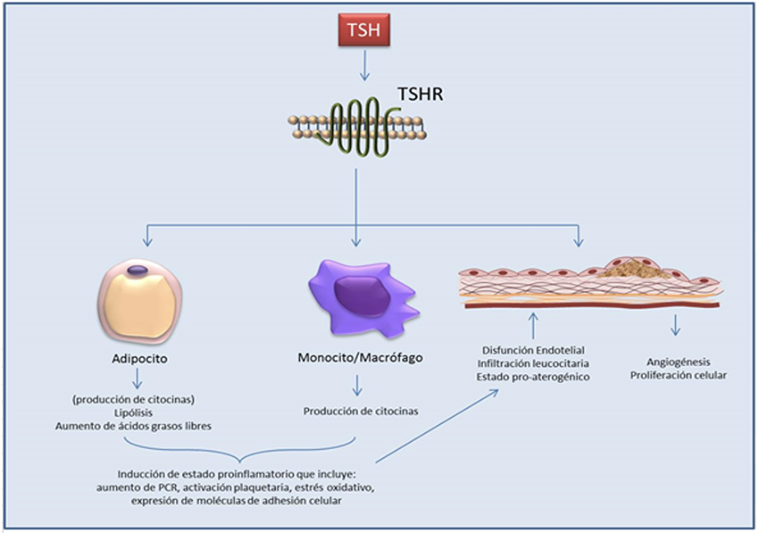 Efecto inmunomodulador de la TSH y su papel en la enfermedad cardiovascular
