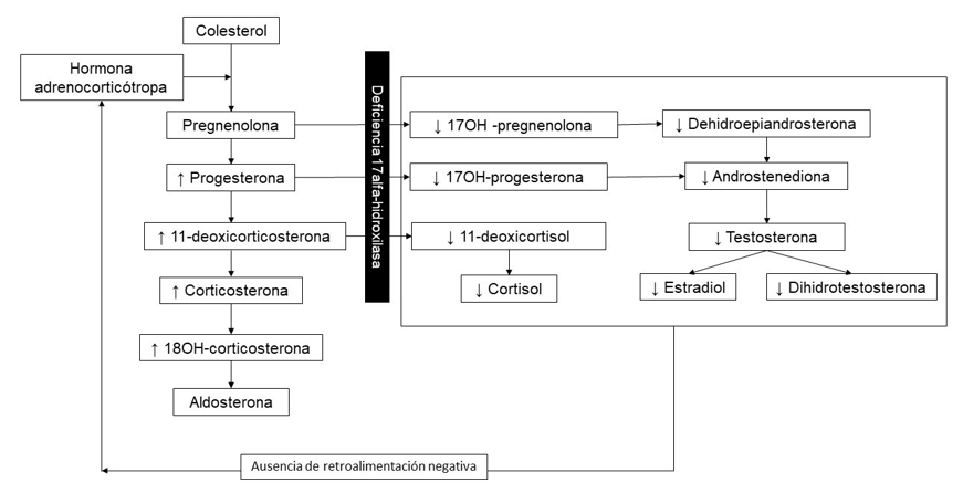 Alteraci�n de las v�as de la esteroidog�nesis en la deficiencia de 17alfa-hidroxilasa.