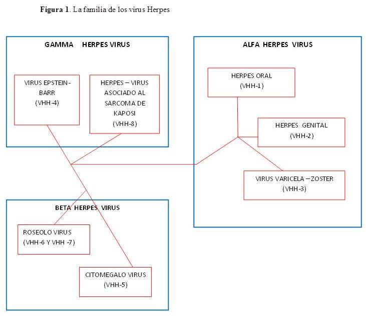 La familia
de los virus Herpes