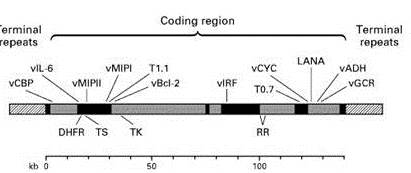 Representación esquemática del
genoma de 165-Kb del VHH-8. El gen codifica proteínas homólogas a las proteínas
humanas (cajas sólidas). Las proteínas codificadas son: proteína que fija el
complemento (v-CBP), interleuquina-6 viral (v-IL-6), proteína inflamatoria
viral tipo I (v-MIPI) y tipo II (v-MIPII), bcl-2 viral (v-bcl-2), factor viral
regulador del interferón (v-IRF), ciclina viral (v-cyc), antígeno nuclear de latencia (LANA), adhesina viral
(v-ADH), proteína-G acoplada al receptor (v-GCR), dihidrofolato reductasa (DHFR), timidilato sintetasa (TS), timidina kinasa (TK) , ribonucleótido reductasa (RR). Cajas punteadas indican regiones homólogos
a otros virus herpes. T1.1 T0.7 representan marcos abiertos de lectura (ORF).

 

   

 