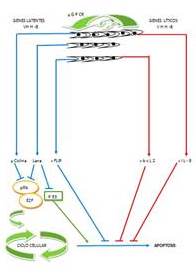 Diagrama que nos muestra algunos
genes del VHH-8 involucrados en el crecimiento tumoral del sarcoma de Kaposi y
el linfoma primario de efusión. Genes latentes: v-ciclina,
inhibe la proteína del retinoblastoma (pRb); LANA, inhibe el gen p53 y la pRb,
libera factores de transcripción (E2F) que activan el ciclo celular; v-FLIP,
inhibe la apoptosis. Genes líticos: v-bcl2 y v-IL-6; inhiben la apoptosis;
v-GPCR, mecanismo paracrino de crecimiento de las
células infectadas.

 