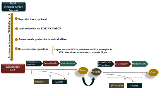 Evoluci&oacute;n
de pacientes con LLA de c&eacute;lulas B. Se muestran eventos asociados a ETV6/RUNX1
que permiten la transformaci&oacute;n hematol&oacute;gica para el desarrollo de LLA y se
exponen las etapas de tratamiento y seguimiento as&iacute; como los posibles eventos
en el curso de la LLA. 

 