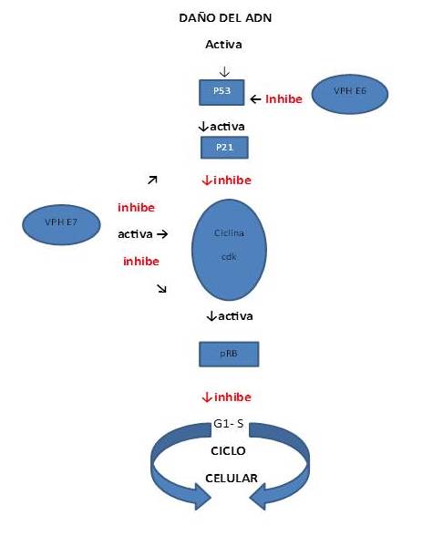  Oncoproteínas
del VPH y su efecto sobre el ciclo celular.