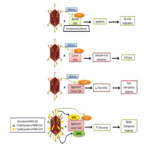 Efectos de ONYX-015 y virus reestructurado en varios tipos de c�lulas.