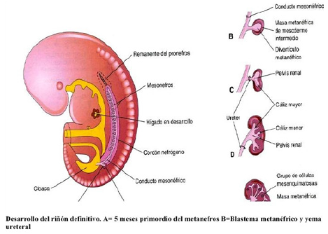 Desarrollo embrionario de los riñones (4). Ilustración tomado
embriología clínica de Moore.