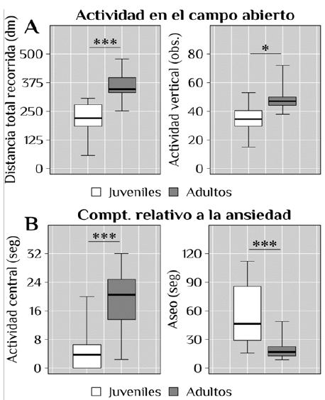 Actividad exploratoria en la prueba de campo abierto. A) Los animales
adultos muestran tanto mayor actividad locomotora como actividad vertical (rearings), respecto a los juveniles. B) Los animales
juveniles muestran menor actividad central e incremento del tiempo utilizado en
aseo corporal, ambos &iacute;ndices de estr&eacute;s y ansiedad producto de la exposici&oacute;n a
un ambiente novedoso, n = 12 por grupo, *p < 0.05, ***p< 0.001.