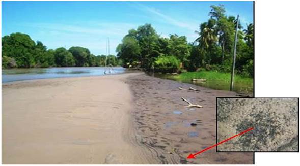 R&aacute;pida progradaci&oacute;n de las riberas en la laguna de Sinamaica, producto de la sedimentaci&oacute;n acelerada.