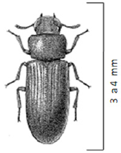 Adulto de Tribolium castaneum