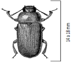 Adulto de tenebrio molitor  