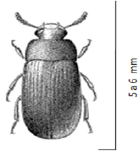 Adulto de Palembus dermestoides  