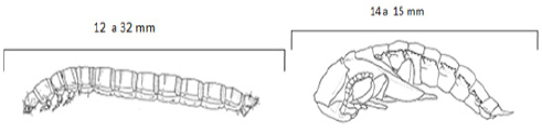 Fases inmaduras: larva (A) y pupa (B) de Tenebrio molitor, tomadas de Spilman, 1991).