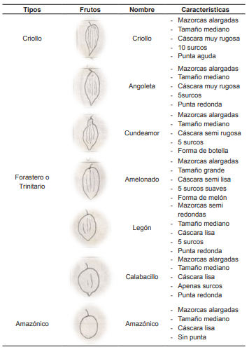 Características morfológicas del fruto de cacao