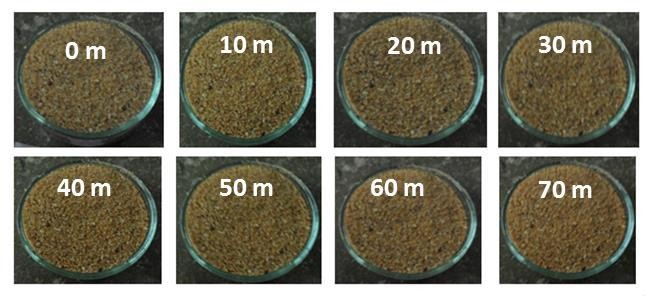 Fotograf�as de los sedimentos del �rea de la berma en Mangle Quemao.