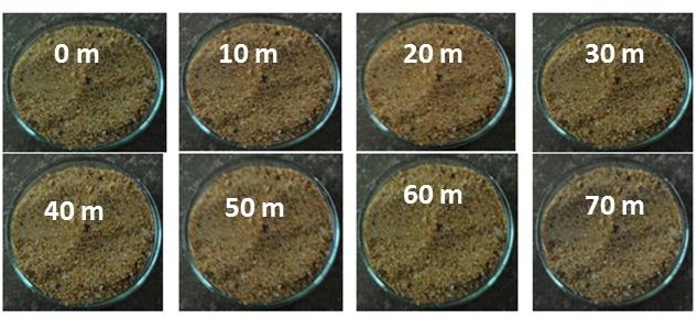 Fotograf�as de los sedimentos del �rea del vaiv�n en playa Mangle Quemao.