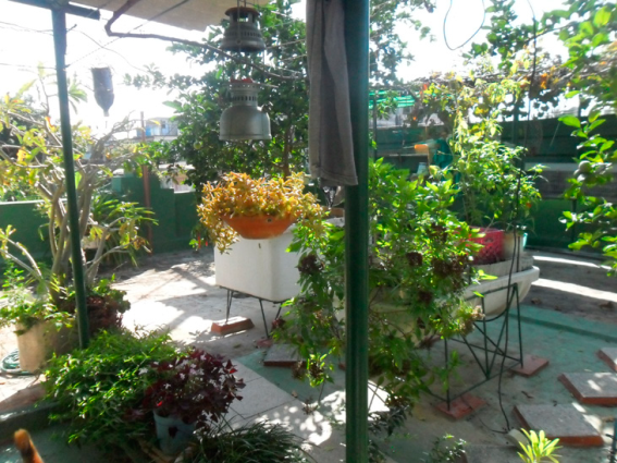 Urban agriculture in a green roof. El Canal neighborhood, Havana. (Photo of the author, 2011).