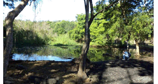 Paisaje verde predominante en la ci&eacute;naga.