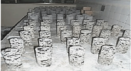 Pobretas con mezcla de ceniza de palma Elaeis, cal y suelo local, en proceso de curado h&uacute;medo, previamente a su ensayo en el laboratorio. 