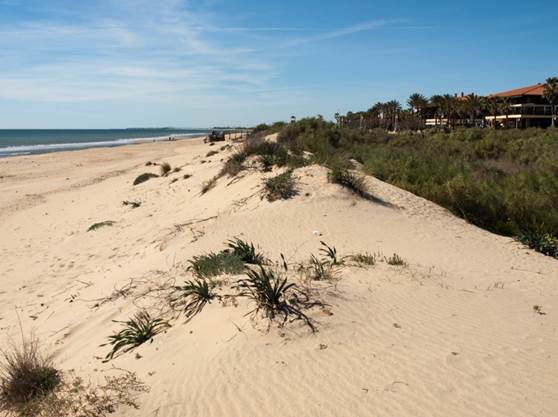 Expansi&oacute;n oriental del n&uacute;cleo urbano (Islantilla), en las que se permiti&oacute; la permanencia de las dunas costeras y de una amplia franja de amortiguaci&oacute;n de unos 100 metros, respetando los contenidos de la Ley 22/1988.