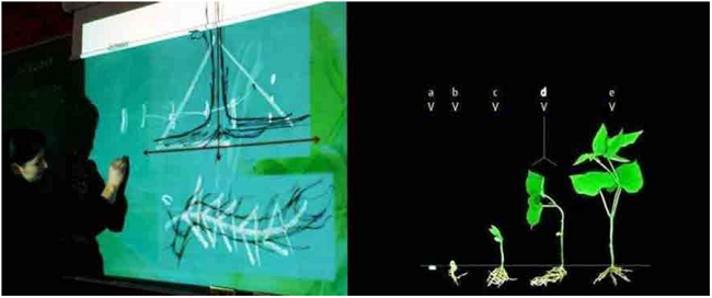 Descripci&oacute;n de la especie. (Elaboraci&oacute;n propia).