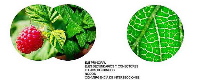 Observaci&oacute;n de la especie (Elaboraci&oacute;n propia).