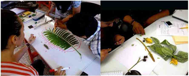 Exploraci&oacute;n de las caracter&iacute;sticas f&iacute;sicas de la especie. (Elaboraci&oacute;n propia).